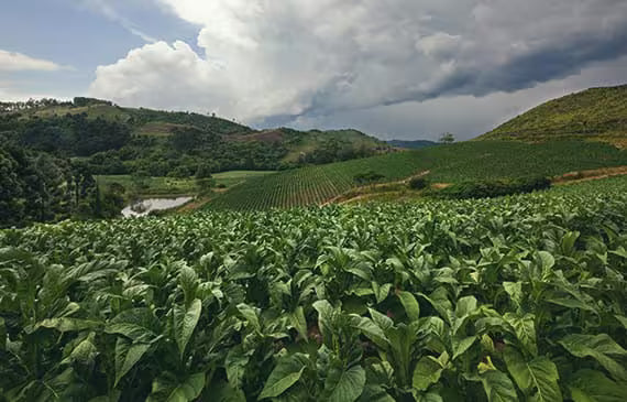 A Well Traveled Plant: The Global Story of Tobacco